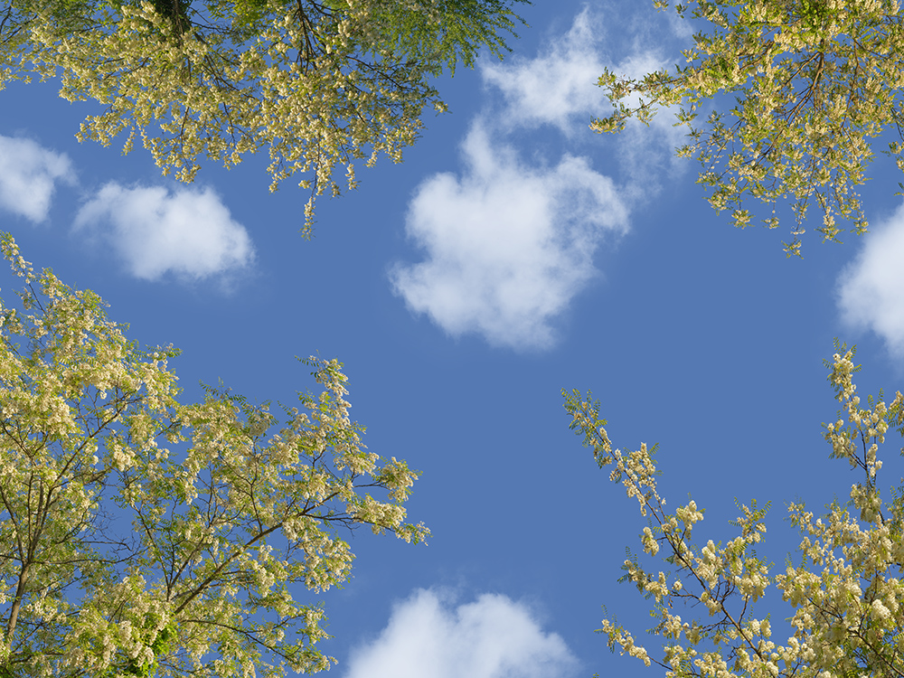 Spring blossoms 07    24k x 28k